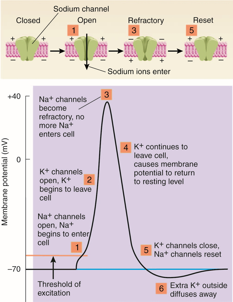 גרף פוטנציאל פעולה