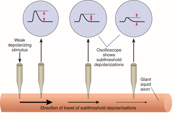 פוטנציאל מדורג