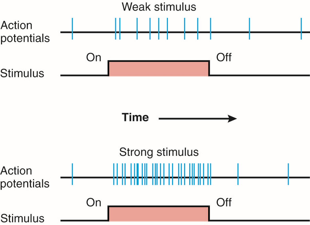 תדירות פוטנציאל פעולה